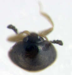 Orthoperus aequalis