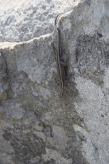Platysaurus orientalis