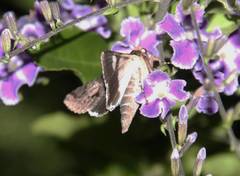 Melipotis famelica
