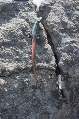 Platysaurus orientalis