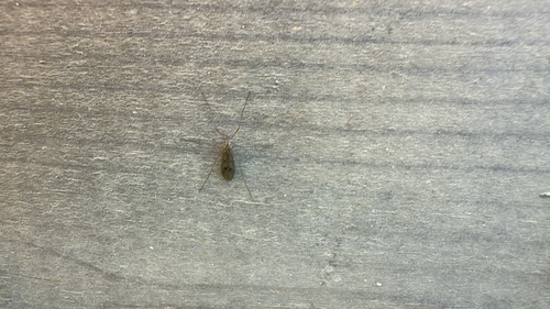 Unknown species found near VT-125, Weybridge, VT, US