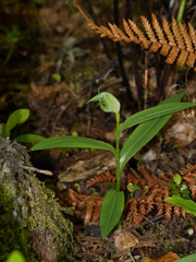 Pterostylis auriculata