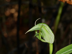 Pterostylis auriculata