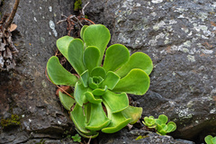 Aeonium canariense subsp. christii image