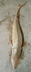 Scaphirhynchus platorynchus