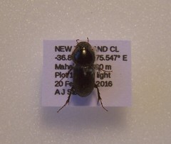 Acrossidius tasmaniae