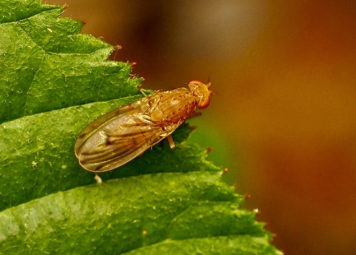 Unknown species found near Leisure Village West, Manchester, NJ,  USA