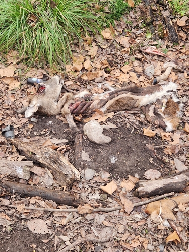 White-tailed Deer photographed in Louisiana
