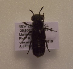 Creophilus oculatus
