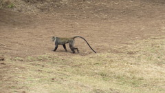 Cercopithecus mitis kolbi