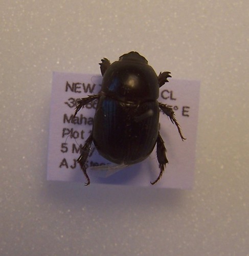 African Black Beetle photo 4