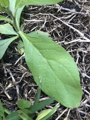 Pluchea carolinensis