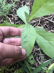 Pluchea carolinensis