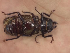 Mallodon dasystomus