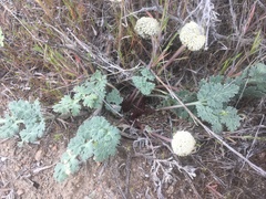 Cymopterus globosus