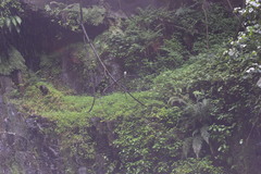 Motacilla clara