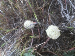 Cymopterus globosus