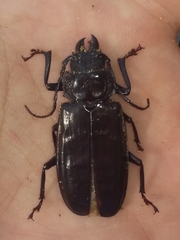 Mallodon dasystomus