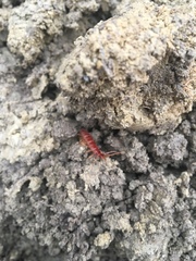 Strigamia bothriopus