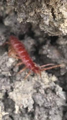 Strigamia bothriopus