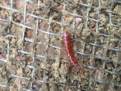 Strigamia bothriopus