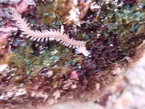 Pherecardia striata observed 2025-10-04