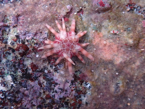 Eucidaris metularia, 2025-10-04