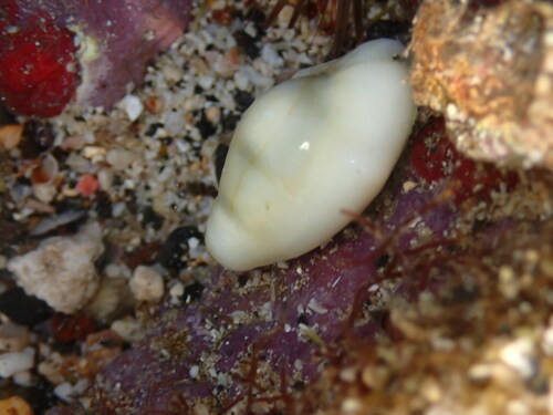 Cypraea moneta observed 2025-10-04
