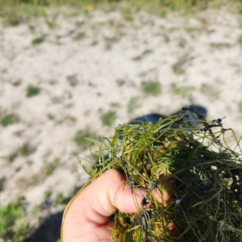 Starry Stonewort (Nitellopsis obtusa)