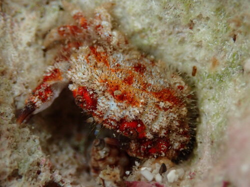 Gaillardiellus superciliaris observed 2025-10-04