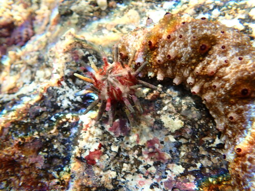 Eucidaris metularia, 2025-10-04
