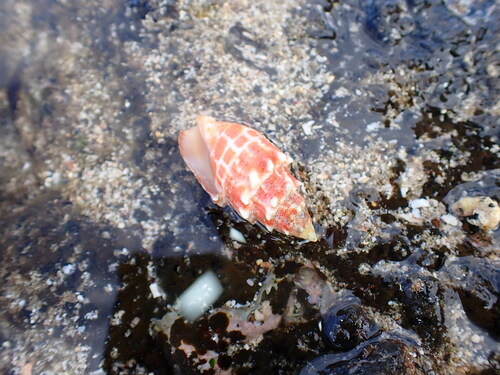Mitra stictica observed 2025-10-04