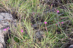 Craterostigma wilmsii