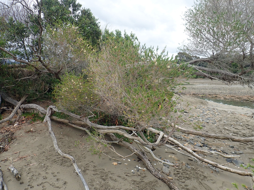 Melaleuca armillaris