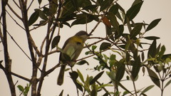 Apalis flavida
