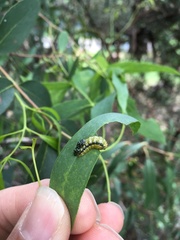 Gonipterus platensis