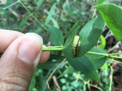 Gonipterus platensis