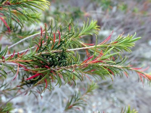 Melaleuca armillaris
