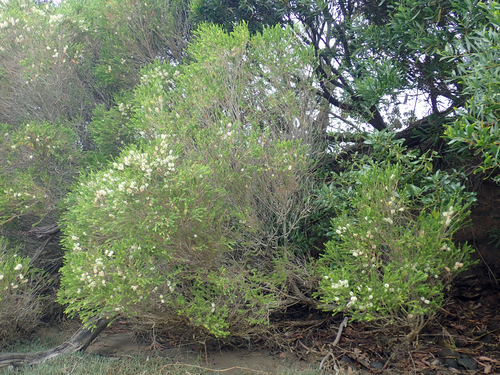 Melaleuca armillaris