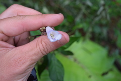 Streptocarpus wilmsii