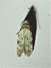 Taygete attributella