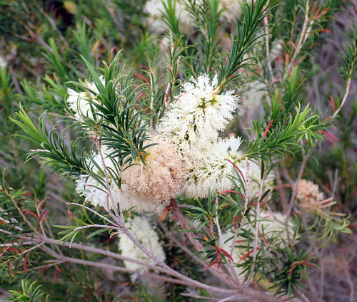 Melaleuca armillaris