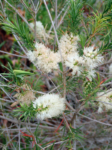 Melaleuca armillaris