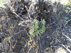 Sedum glabrum