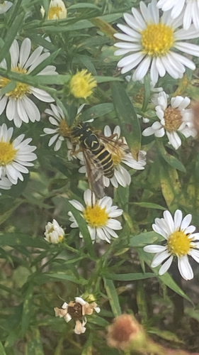 Unknown species found near E Alumni Ave, Kingston, RI, US