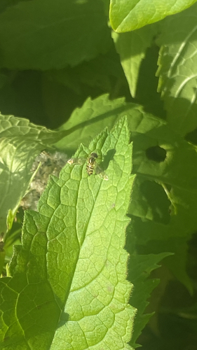 Unknown species found near E Alumni Ave, Kingston, RI, US