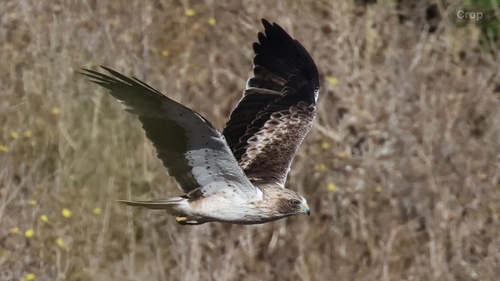 Booted Eagle, photo 10 of 10