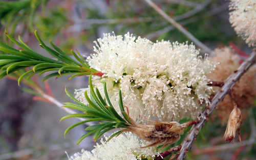 Melaleuca armillaris