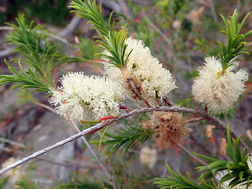Melaleuca armillaris