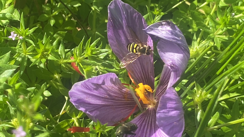 Unknown species found near E Alumni Ave, Kingston, RI, US